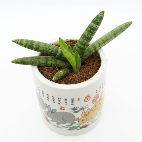 Sansevieria Cylindrica Boncel Plant | Snake Plant,Live Plant, Air Purifying,Home Decor Plant