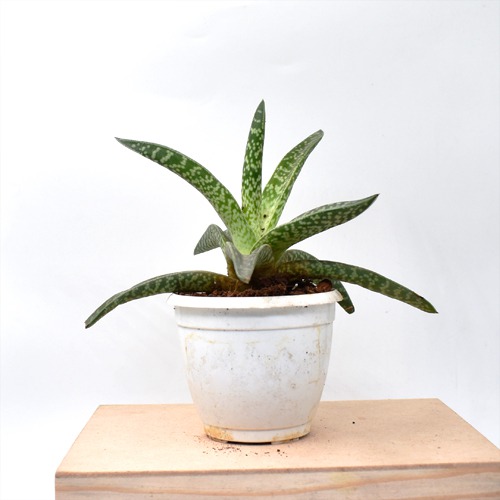 Golnialoe Variegata | Tiger Aloe | Tiger Aloe Plant | Indoor Plant