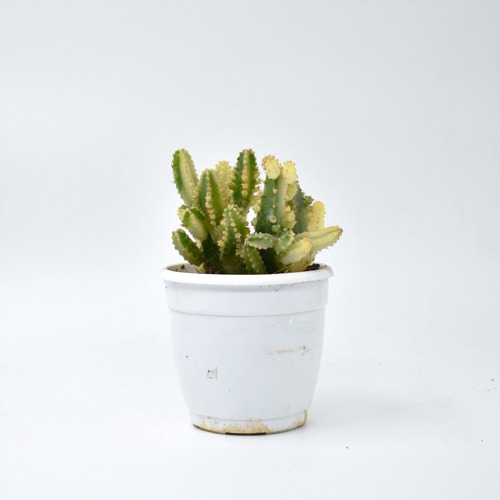 Elongated Cactus  | Indoor Plants | Plants | Cactus