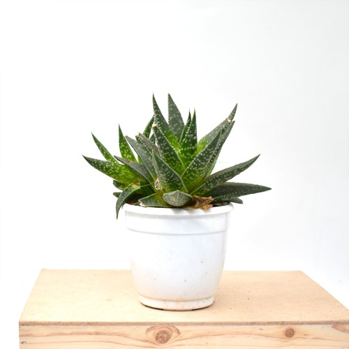 Tiger Tooth Aloe | Aloe Juvenna | Small Succulent Plant |  Plants |