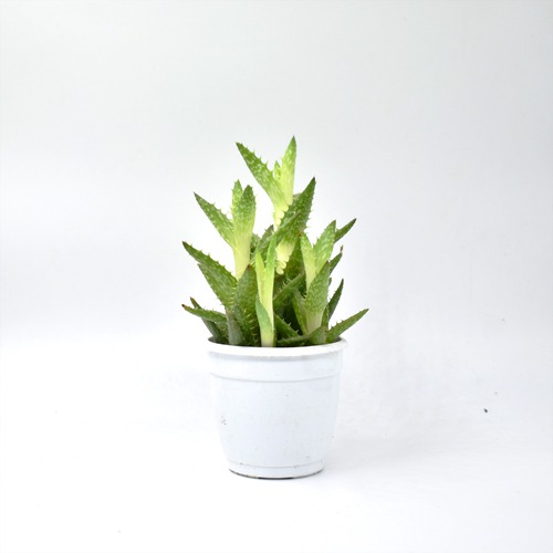 Aloe Squarrosa Plant | Indoor Plants | Plants | Table Top Plants