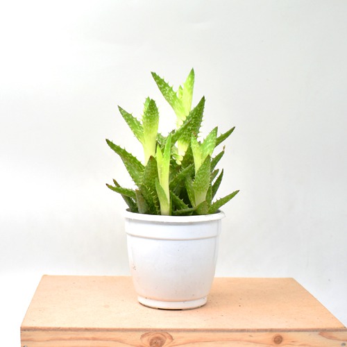 Aloe Squarrosa Plant | Indoor Plants | Plants | Table Top Plants