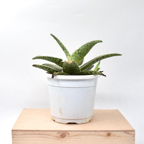 Aloevera| Aloe Blizzard Plant | Plants For Home And Office Decor | Indoor Plants