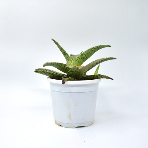 Aloevera| Aloe Blizzard Plant | Plants For Home And Office Decor | Indoor Plants