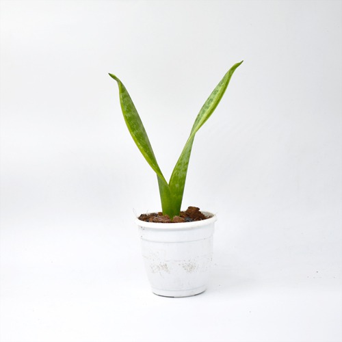 Sansevieria Laurentil Plants | Indoor Plants | Plants