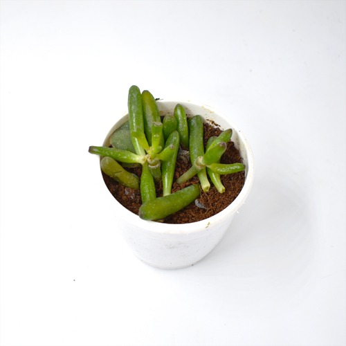 Crassula Ovata Plant | Plants For Decor | Decor | Plants | Indoor Plants