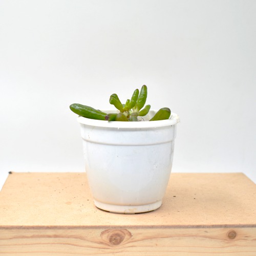 Crassula Ovata Plant | Plants For Decor | Decor | Plants | Indoor Plants
