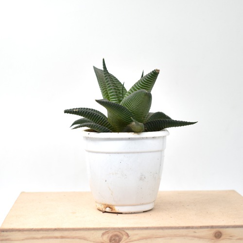 Haworthiopsis Limifolia Plant | Plants For Decor | Decor | Plants | Indoor Plants