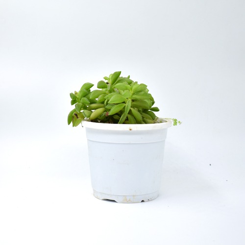 Peperomia Dolabriformis | Nivalis Peperomia Axillaris Plants For Decor | Decor | Plants | Indoor Plants