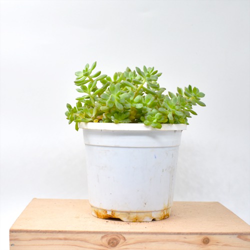 Sedum Palmeri Plant Plants For Decor | Decor | Plants | Indoor Plants