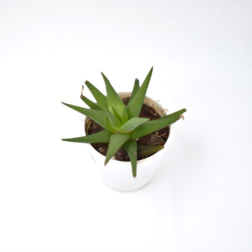Fasciated Haworthia | Haworthiopsis FasciatePlant | Indoor Plants | Plants
