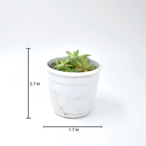 Echeveria Lotus | Pachyveria Cactus Small Plant | Plants For Decor | Decor  | Indoor Plants